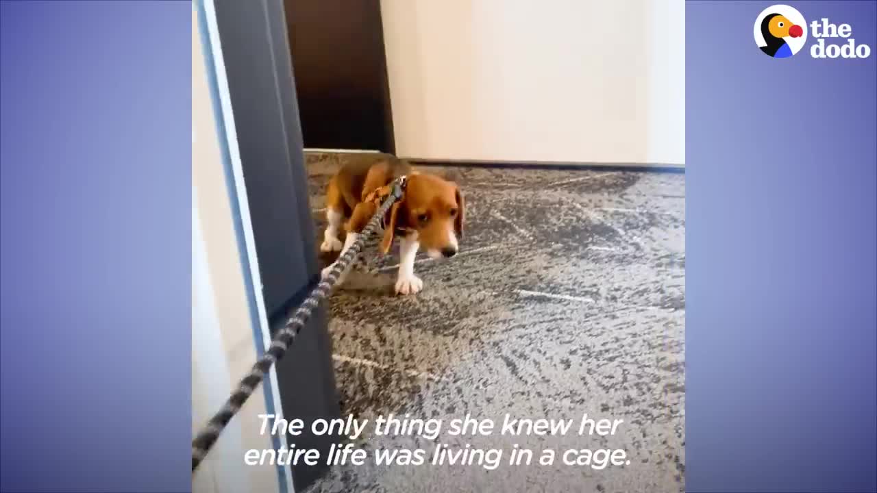 Shaking Beagle Rescued From Lab Becomes So Playful | The Dodo Foster Diaries