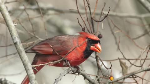 This is the Cardinals