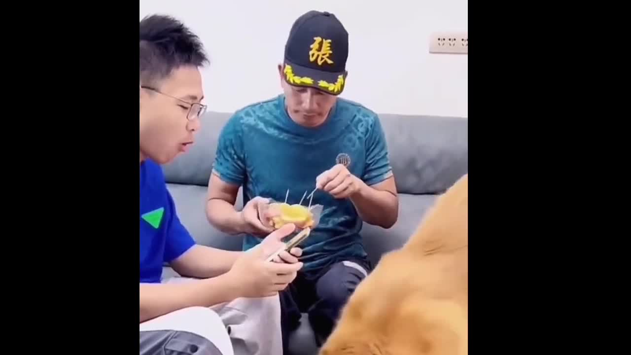 Funny dog eating food with spoon , Cute dog with food