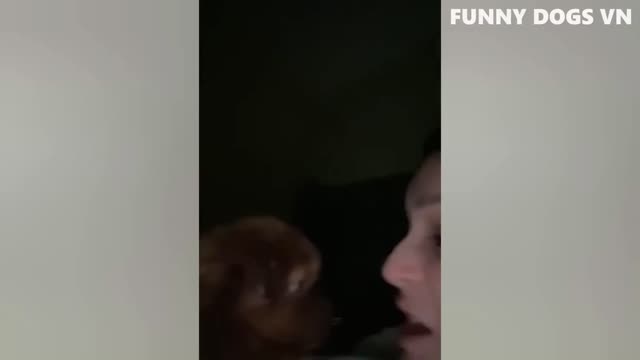 Funniest Animals Video Funny Dogs And Cats Try Not To Laugh Animals 2022