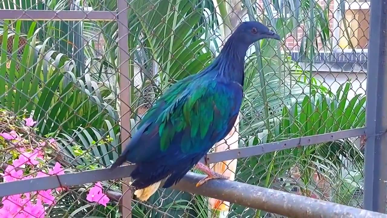 The Most Beautiful Pigeon 😍