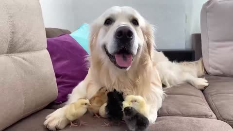 Adorable Golden Retriever and Cute Baby Chicks