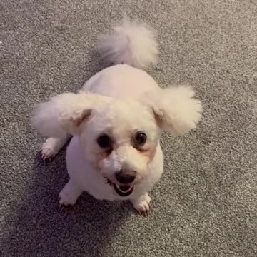 Introducing Prinny, the four-legged chatterbox who will melt your heart with every word!