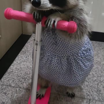 A raccoon in a cute dress is riding a scooter