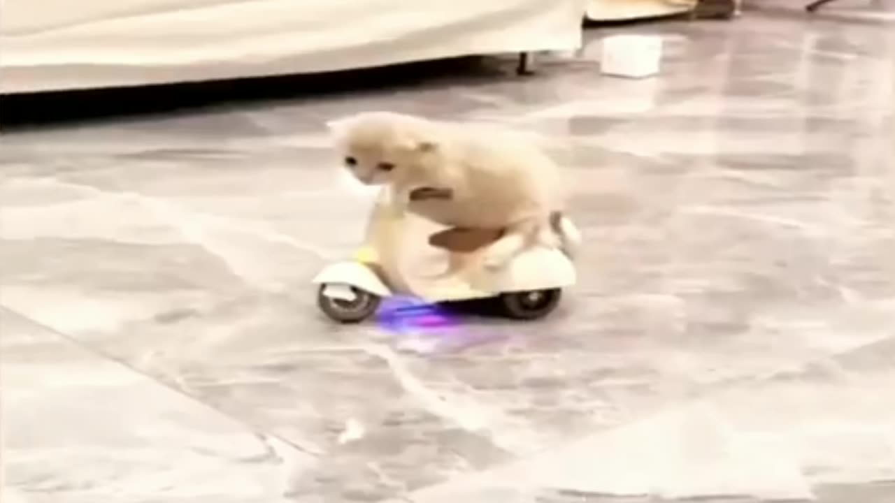 The Cat is Driving a Scooter - Cat's Funny video - Kids Video for Fun