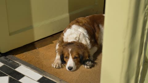 Panning Shot of Dog Sunbathing In Doorway