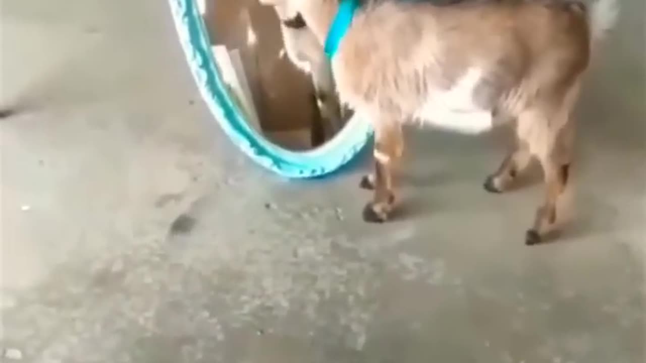 #shorts Funny animals videos, animals funny videos #funnyanimals #animalsfunny #animalshorts