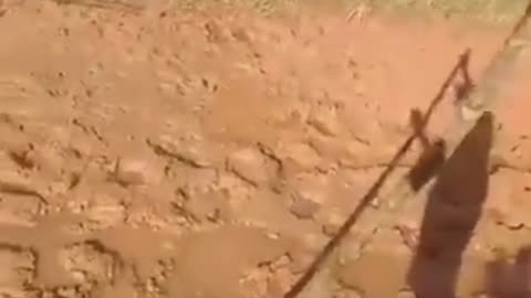 TARZAN DO PARAGUAI