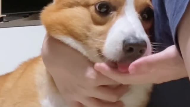 His face was full of words I can give you a dog, but not a toy