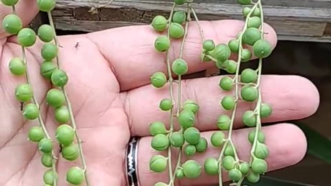 Senecio Plant