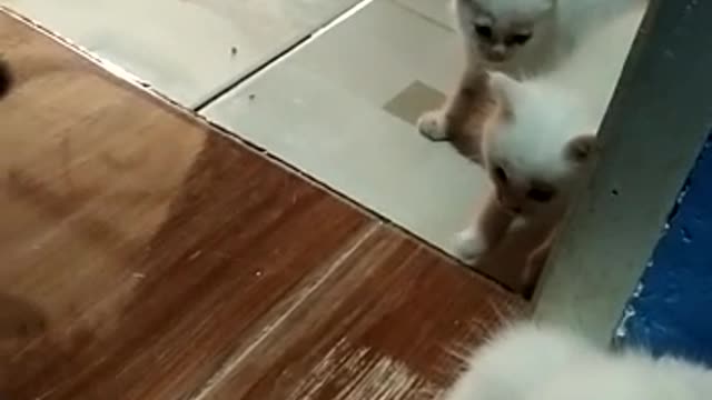 Little cat