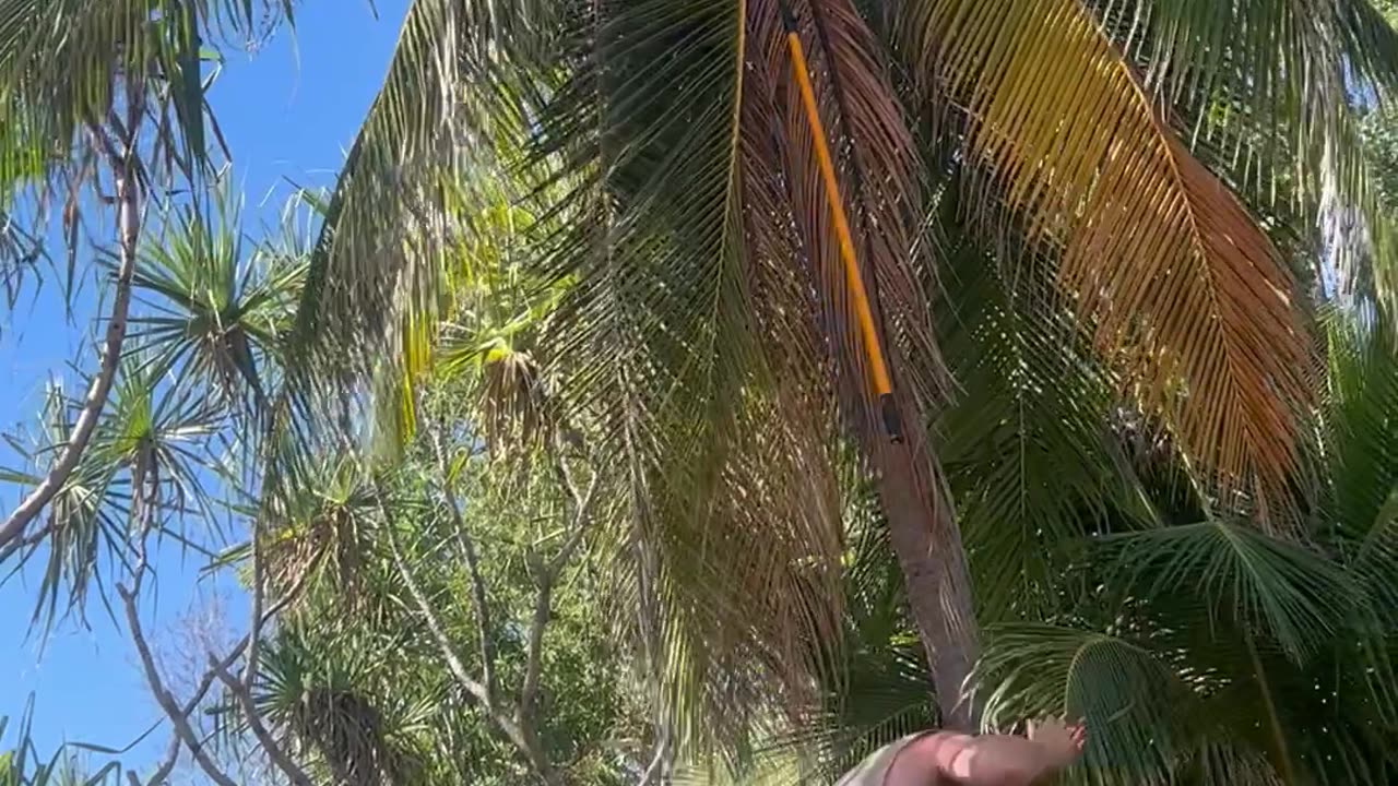 Falling Coconut Has Perfect Aim for Man's Head