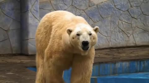 Best video of wild animals