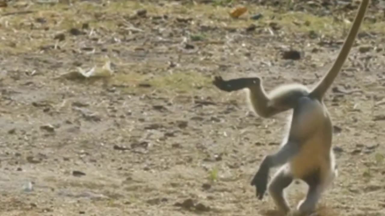 animal funny video