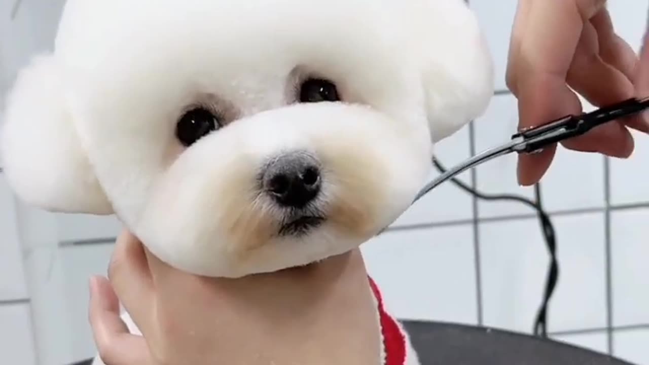 Cute Dog -- Hair cutting beautiful video _shorts