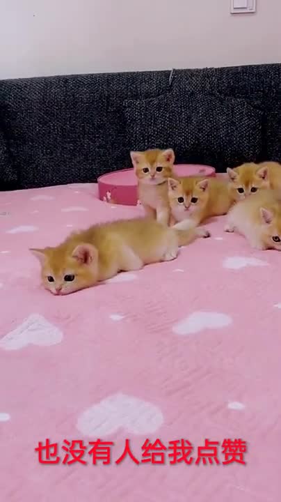 Cute and Funny Puppies very lovely. Smart Baby Dogs Video.