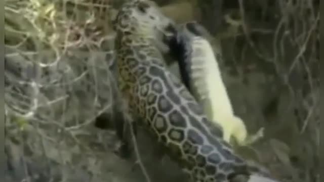 Adventurous Little Jaguar Hunts a Crocodile