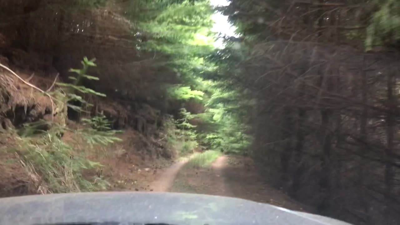 Driving through a Forest