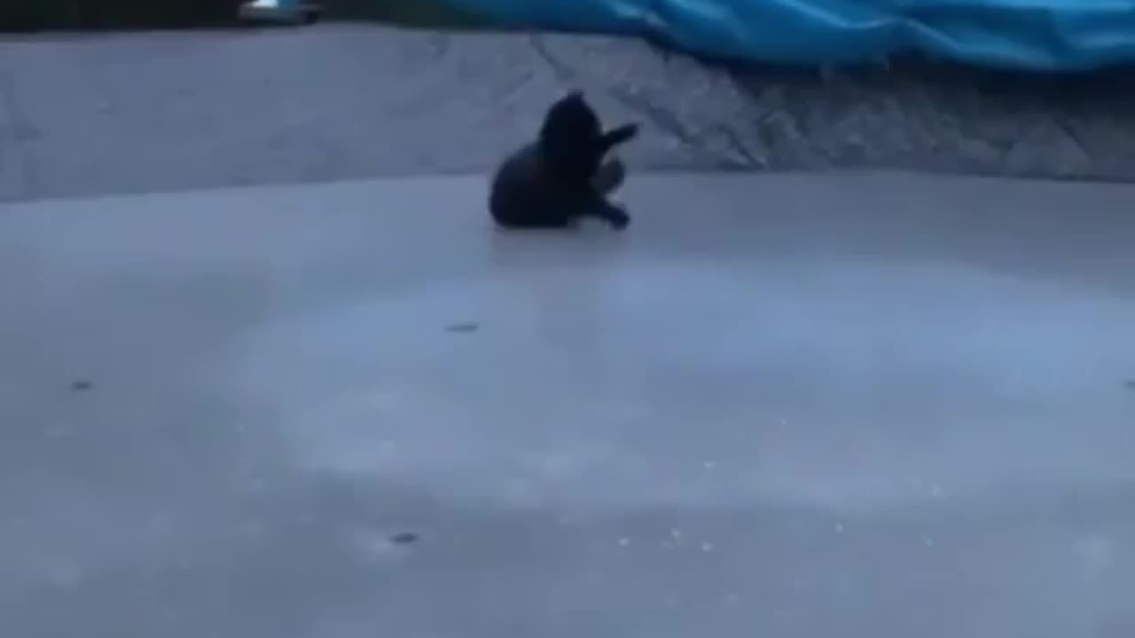 Garbage cat conflict itself