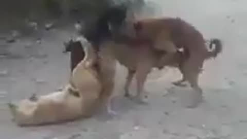 Dogs in action