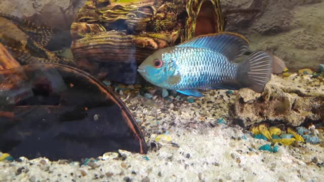 My fish nanakkara
