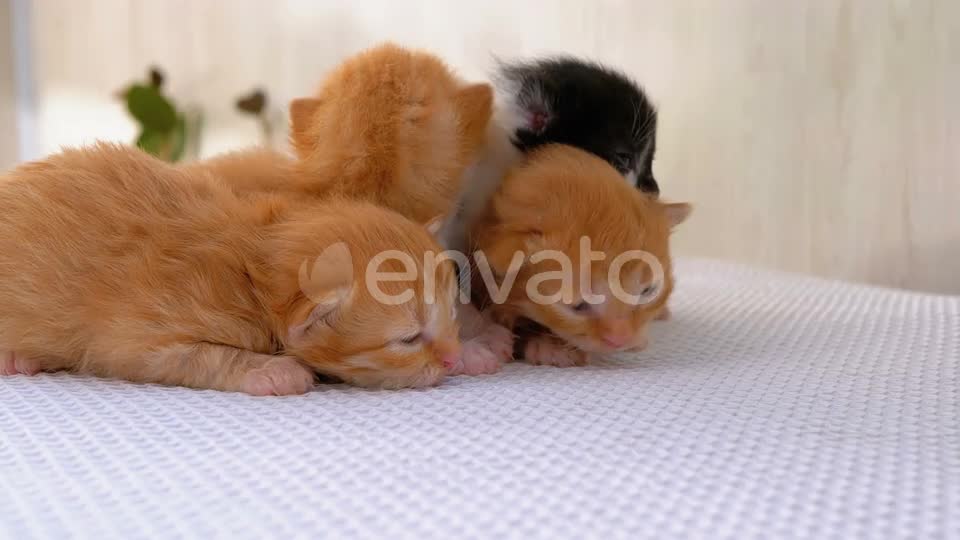 Les petits chatons moelleux ont deux semaines