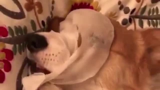 Dog loves beauty too, he's making a mask