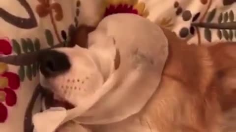 Dog loves beauty too, he's making a mask