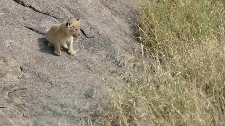 First outdoor adventure for baby lions