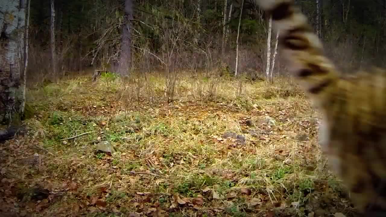 Extremely Rare - Four Siberian Tigers Released Into The Wild