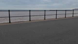 Black labrador eating ice-cream at the beach