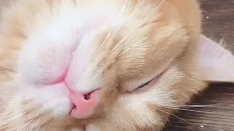 sleeping cat