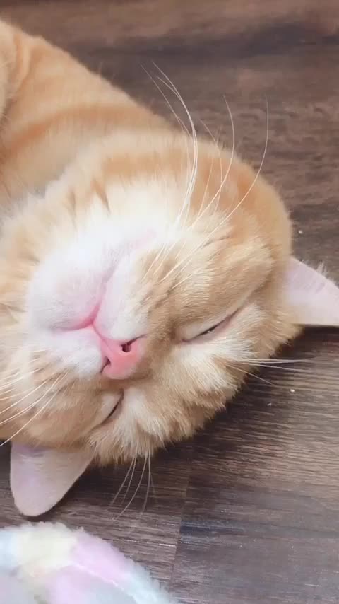 sleeping cat