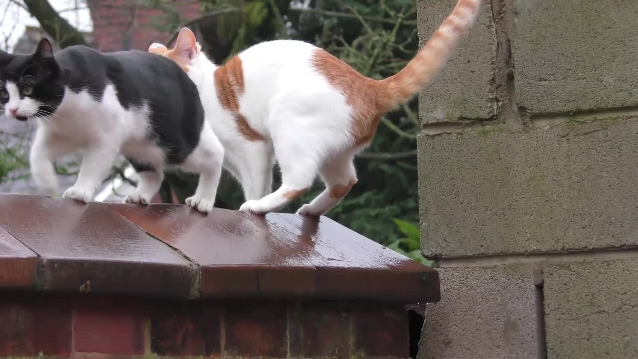 Synchronized Cats