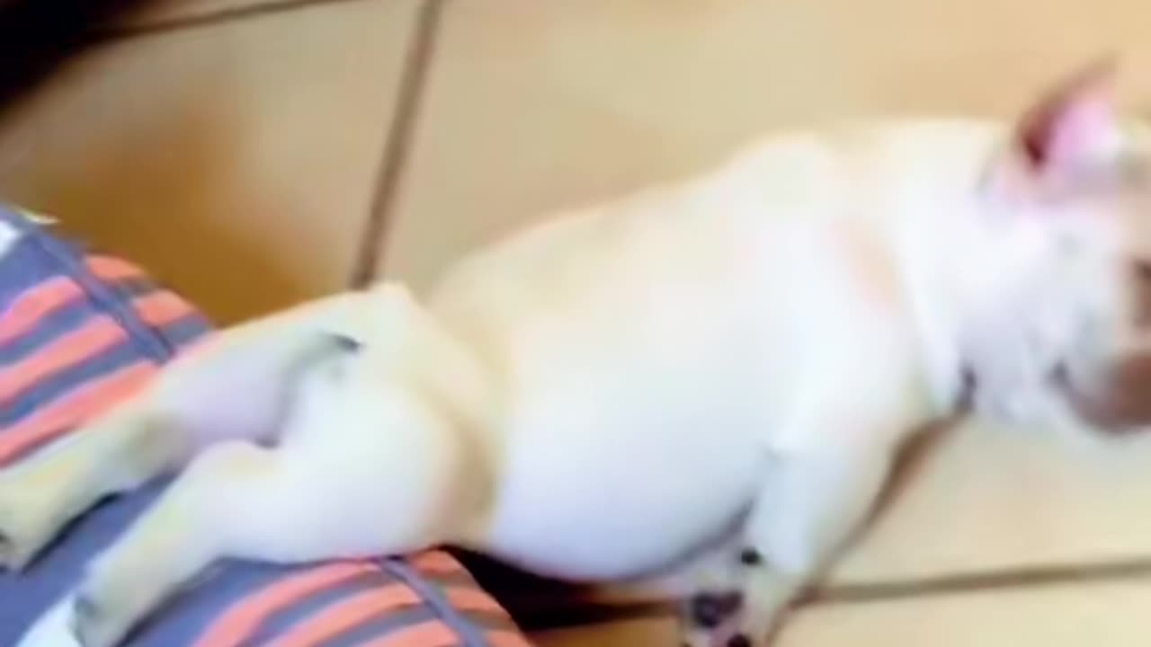 Dogworld Compilation