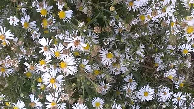 Pollination