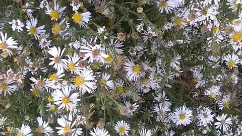Pollination