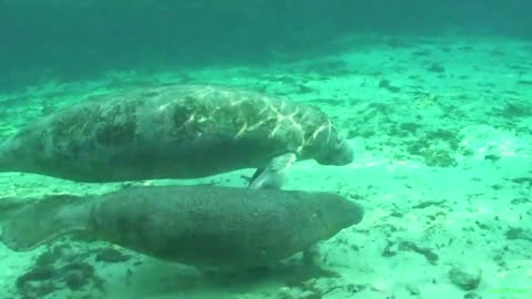 Manatees friendly animals.