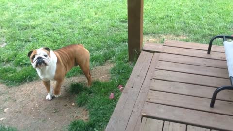 A este bulldog se le duermen las patas, tropieza al salir de la cama