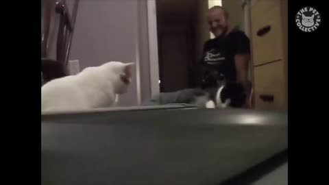 Funniest Cats 😹 - Don't try to hold back Laughter 😂