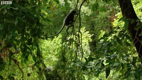 The Heroes Saving Our Closest Cousins From Extinction | Primates | BBC Earth