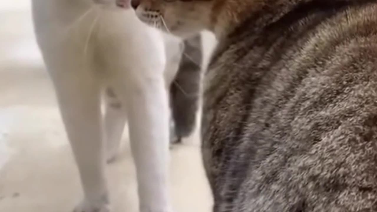 cats fights funny fights#shortsfunny #shortsvideo #shortsviralvideo #catsfunnyvideos