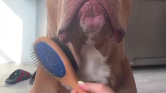 See how he loves the brush