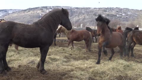 Spring stallion games