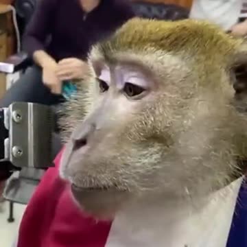 Monkey🐒 At The Barber Shop🍌