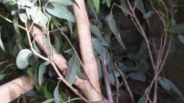 The koala