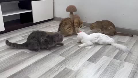 New Funny Cats and Dogs Videos #12