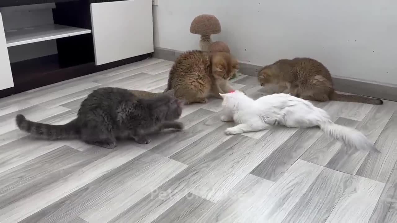 New Funny Cats and Dogs Videos #12