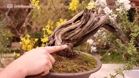 How An Overgrown Bonsai Tree Is Professionally Restored _ Refurbished _ Insider