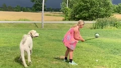 Little Girl Trains Dog To Retrieve Ball While Playing Golf